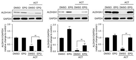 Ent-Peniciherqueinone Suppresses Acetaldehyde-Induced Cytotoxicity and ...