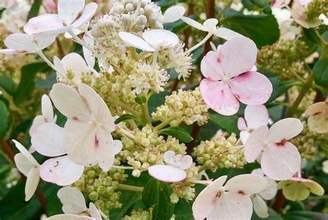 Image result for Pruning Quick Fire Tree Form Hydrangea