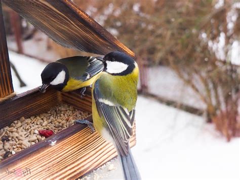 Can Birds Eat Strawberry? Are they safe?