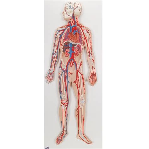 Image result for Circulatory System Model