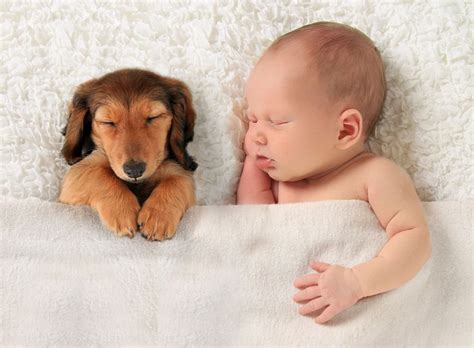 Adorable Baby & Dog Poster, Babies and Puppies poster-05 (12x16 ...