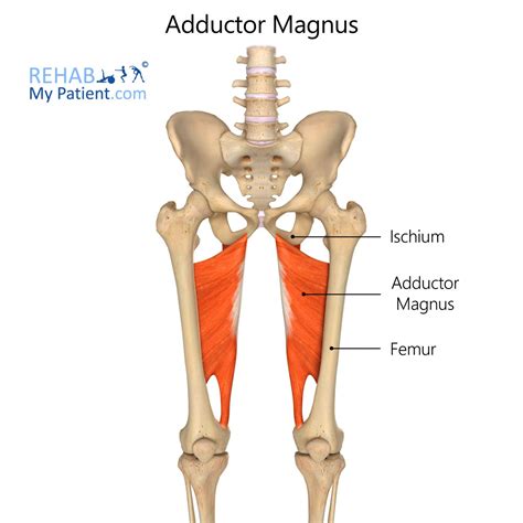 Adductor Magnus | Rehab My Patient