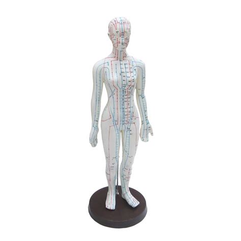 Buy YZJYB Male Acupuncture Model 50cm Medical Human AcupuncturePoint ...
