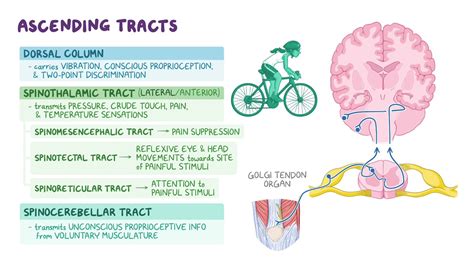Spinothalamic Tract Diagram