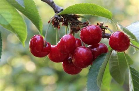 大樱桃的特点 大樱桃的栽培技术 - 花卉种植 - 四季盆栽