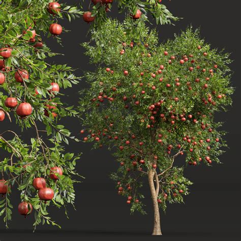 ArtStation - Punica Granatum Pomegranate Fruit tree | Resources