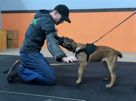 Protection Dog Training 的图像结果