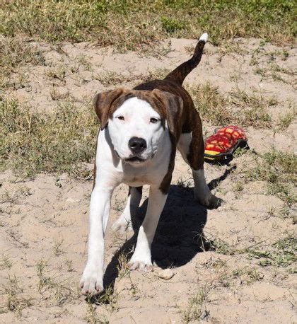 Flowbee Dogs 的图像结果