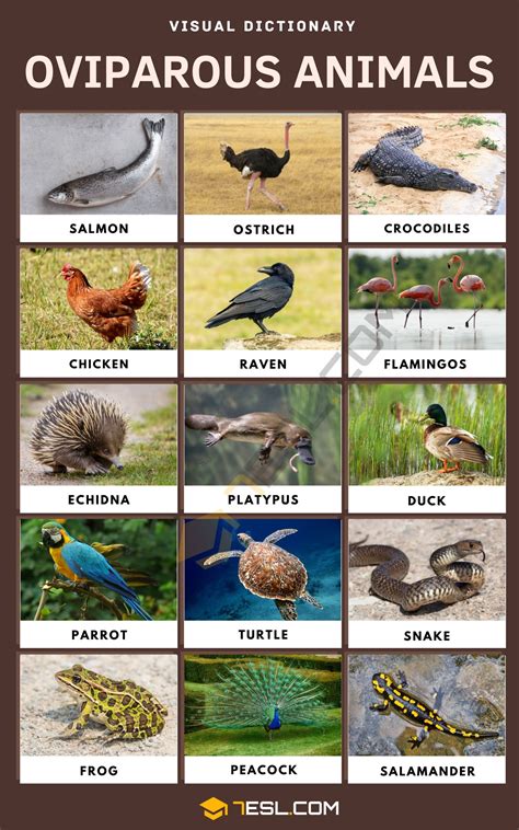 Oviparous Animals: Definition, Examples, and Essential List • 7ESL