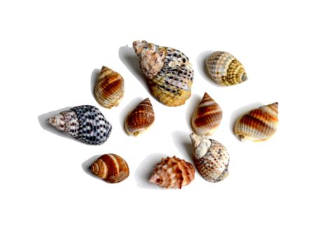 Image result for Shell Fossils Identification