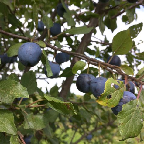 Download Vibrant Damson Plums Nestled by Lush Greenery Wallpaper ...