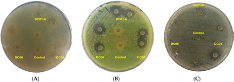 Evaluation of Probiotic Potential and Functional Properties of ...