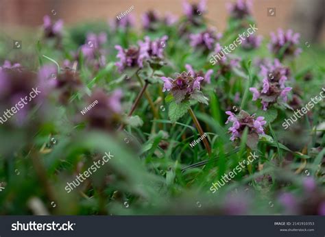 Herbicide Creeping Charlie: Over 6 Royalty-Free Licensable Stock Photos ...