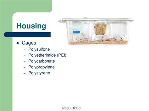 Biology and husbandry of the mouse - ppt download