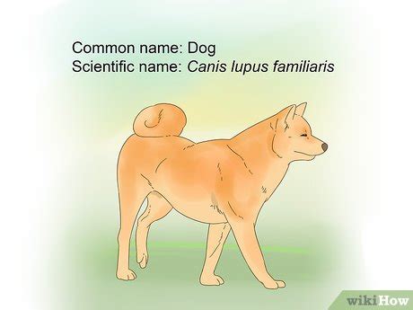 How to Classify Animals: 15 Steps (with Pictures) - wikiHow