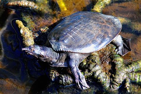 Fastest Softshell Turtle 的图像结果