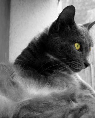 Download wallpaper eyes, color, black and white, Wool, section cats in ...