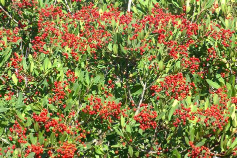 Toyon (Heteromeles arbutifolia) - Canopy : Canopy