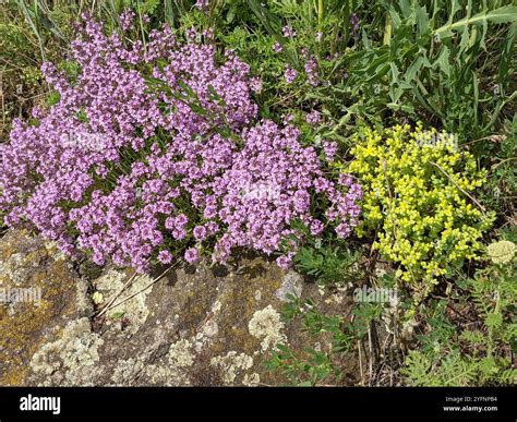 Mother of Thyme (Thymus praecox Stock Photo - Alamy