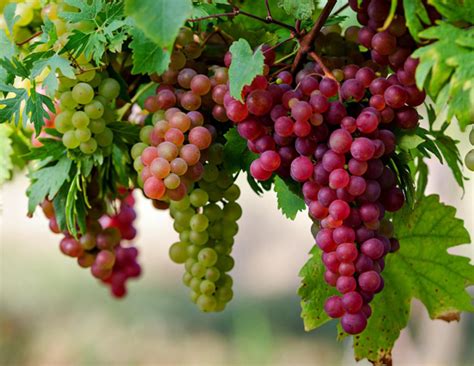 5 Health Benefits of Eating Grapes - lifeberrys.com