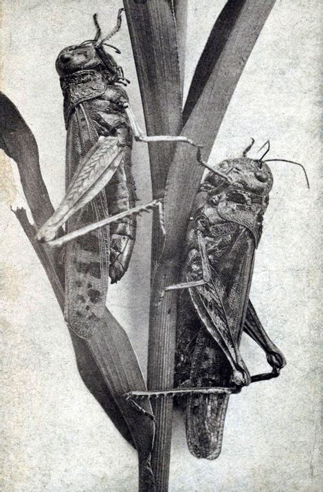 Image result for Extinct Insects