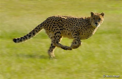 Image result for Python List Iteration
