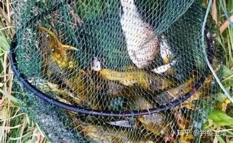 秋季钓黄骨鱼攻略，连竿并不难，窝料饵料很好找 - 知乎
