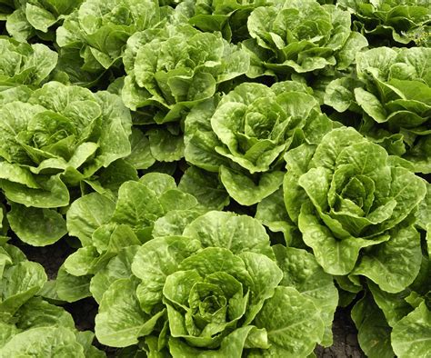 How to grow romaine lettuce - from sowing to harvesting | Homes and Gardens