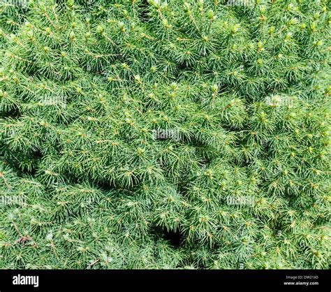 Image result for Vegetative Proportion Background