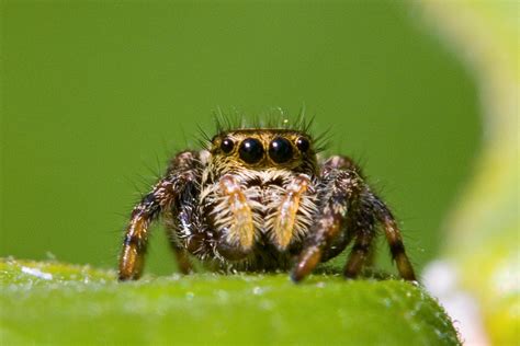 Worlds Smallest Spider
