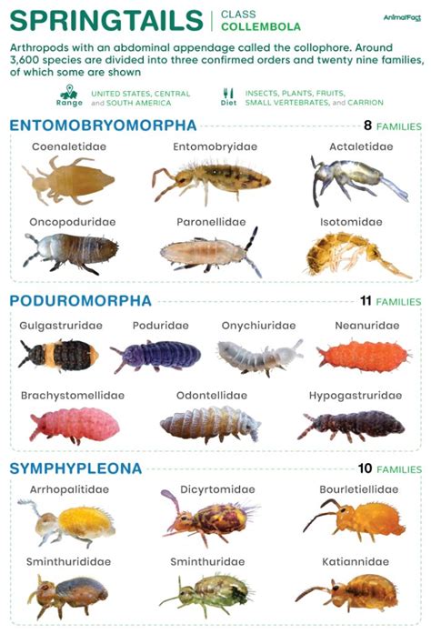 Springtails - Size, Types, Characteristics, Habitat, & Life Cycle
