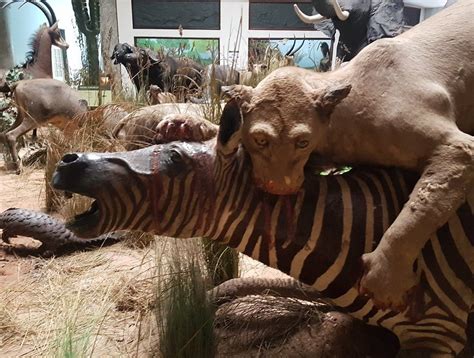 MUSEU DE HISTÓRIA NATURAL DE MAPUTO - All You Need to Know BEFORE You ...