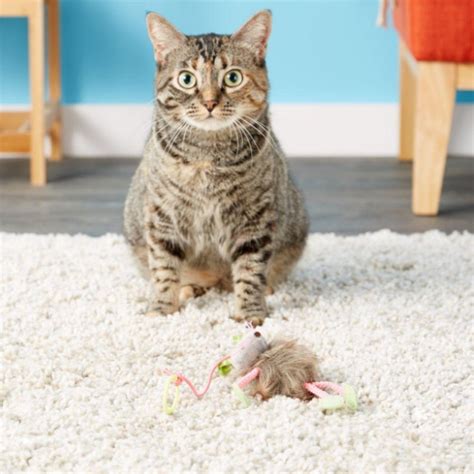 Shop Smarty Kat Premium Cat Products in India | Tails Nation