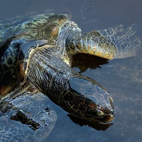 JOZANI SEA TURTLE SANCTUARY (2026) All You Need to Know BEFORE You Go ...