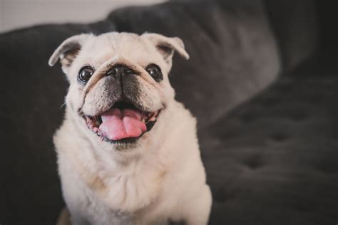 Independent (SPHC) Riviera Hotel - Palm Springs