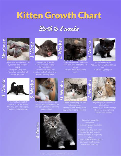 Kitten Care Week by Week (Weeks 1 to 8): Our Vet Explains - Cat-World ...