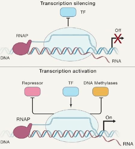 RNA Transcript Loop 的图像结果