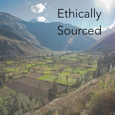 Buy Allpa Peruvian Cacao Powder Organic 8 oz, Organic Cacao Powder, Raw ...