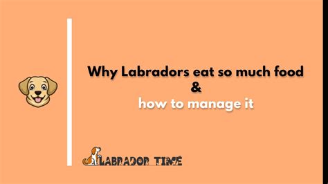 Why Do Labradors Eat So Much