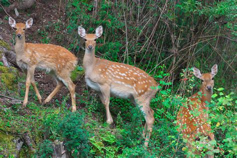 Chinese Wildlife