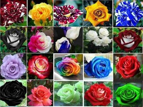 Priyathams Imported 20 Types of Rare ROSE FLOWER PLANT Seed Price in ...
