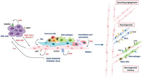 Anti-Angiogenic Activity of Drugs in Multiple Myeloma