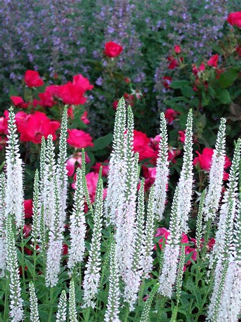 Summer Flowering Shrubs: A Comprehensive Guide