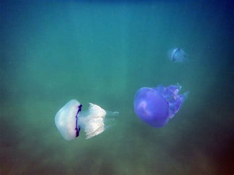 Jellyfish Seek Italy's Warming Seas. Can't Beat 'Em? Eat 'Em. - The New ...