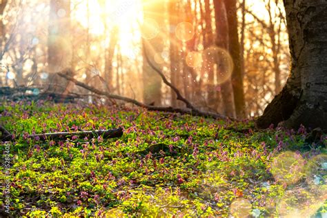 Image result for Foreshadow of Spring