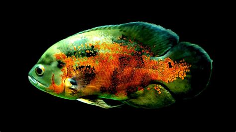 Do Oscar Fish Eat Snails 的图像结果