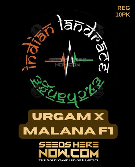 Grab Urgam x Malana F1 Regular Cannabis Seeds -Rich Terpenes