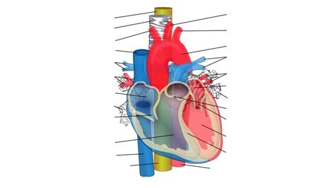 Cardiology 的图像结果