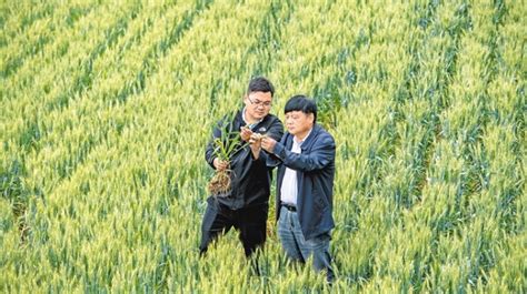 一个农民的春夏秋冬之望丰收 - 中国日报网
