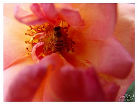 美丽吴忠（26）| 春暖繁花开，蜜蜂采蜜忙！